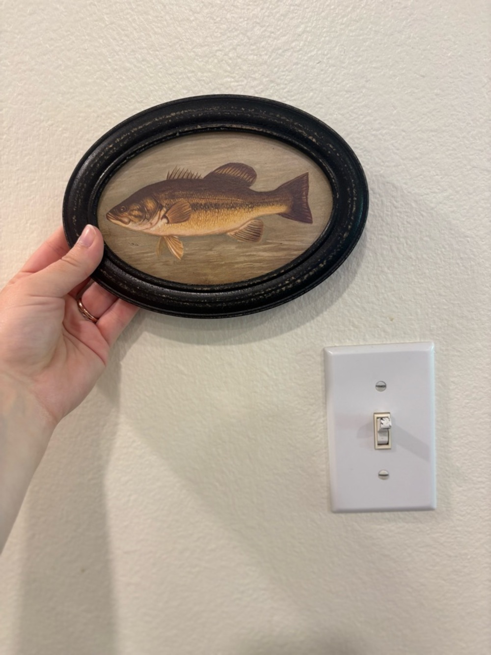 Framed Bass Picture (Hang or stand)